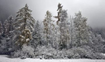Картинка природа зима кустарник иней деревья лес снег