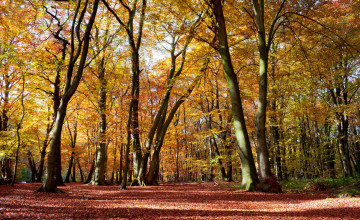 Картинка природа деревья парк осень листва