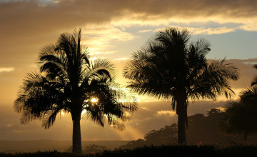 Картинка природа тропики сумрак тучи пальмы вечер