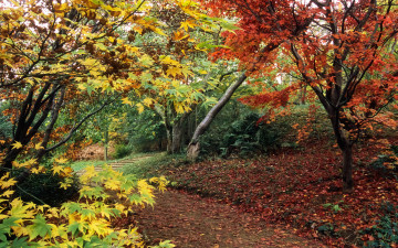 Картинка природа парк деревья лестница осень