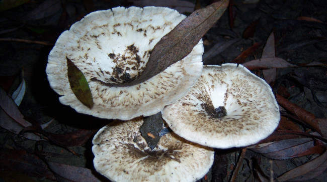 Обои картинки фото природа, грибы, вешанки