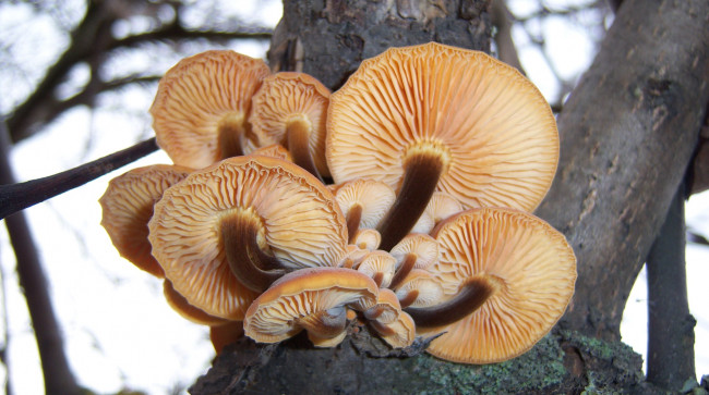 Обои картинки фото природа, грибы, зимний, грибочки