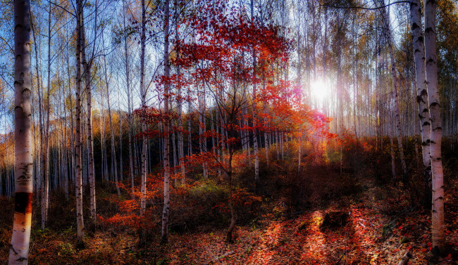 Обои картинки фото природа, лес, свет, красные, листья, солнце, березовая, роща, осень