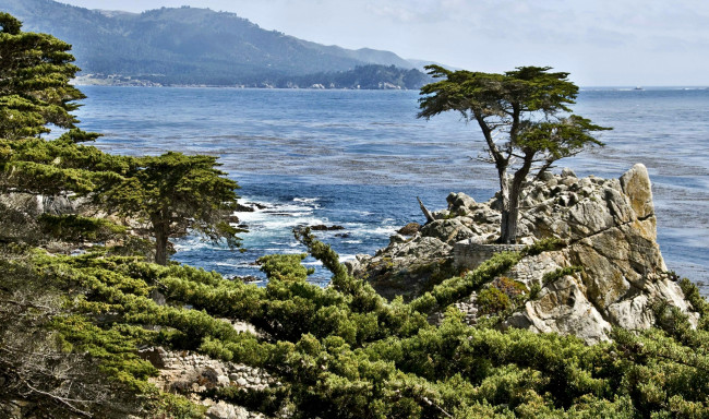 Обои картинки фото lone, cyprus, природа, побережье, остров, море, скалы, деревья