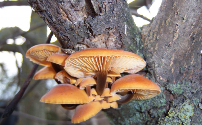 Обои картинки фото природа, грибы, зимний, гриб