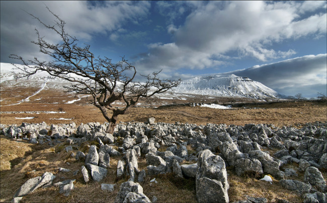Обои картинки фото природа, камни, минералы, дерево, трава, предгорье, снег