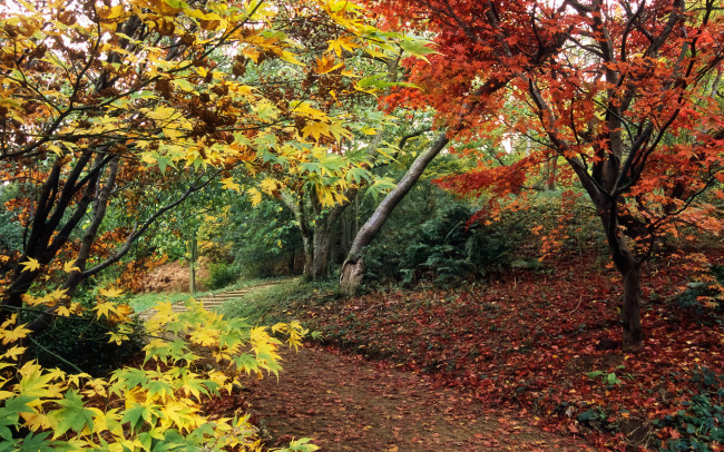 Обои картинки фото природа, парк, деревья, лестница, осень