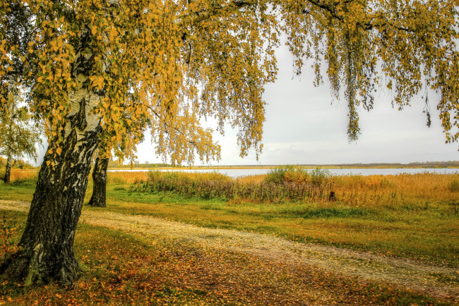 Обои картинки фото природа, деревья, береза, осень