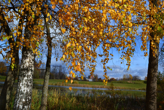 Обои картинки фото природа, деревья, листва, река, березы, осень