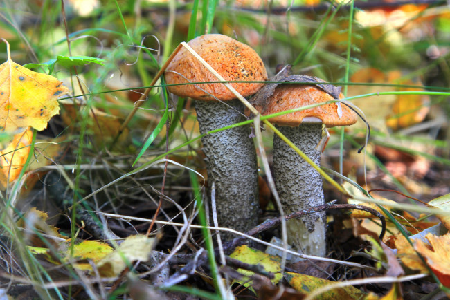 Обои картинки фото природа, грибы, парочка, подосиновики