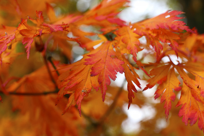 Обои картинки фото природа, листья, осень, красные, паучок