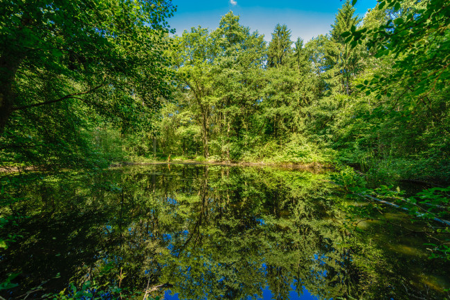 Обои картинки фото природа, реки, озера, отражение, зелень, озеро, лес, лето
