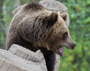 Картинка животные медведи бурый морда профиль пасть