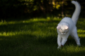 Картинка животные коты игра трава кот коте белый