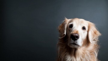 Картинка животные собаки взгляд уши глаза фон