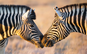Картинка животные зебры африка две свет