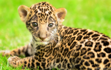 Картинка животные Ягуары мордочка малыш котёнок детёныш пятна