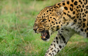 Картинка животные леопарды сердитый клыки пасть угроза злость ярость оскал морда амурский кошка