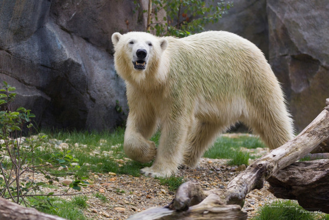Обои картинки фото животные, медведи, белый, полярный, хищник, зоопарк