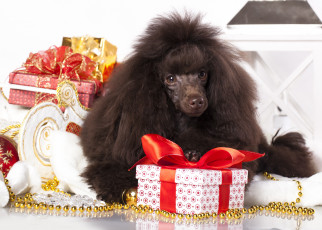 Картинка животные собаки собака пудель подарки
