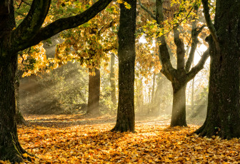 Картинка природа лес лучи осень
