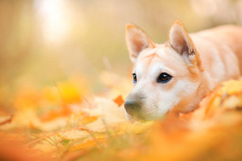 Картинка животные собаки собака животное природа морда пёс листья осень