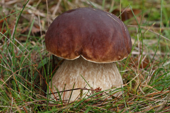 Картинка природа грибы боровичок
