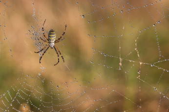 Картинка животные пауки макро паук роса капли утро паутина