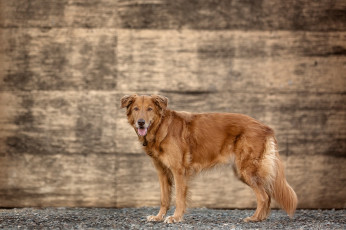 Картинка животные собаки золотистый ретривер пёс стена