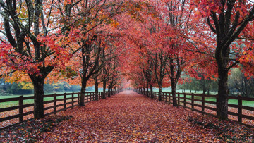 Картинка природа парк аллея деревья дорога осень