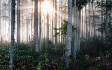 Картинка природа восходы закаты утро туман лес
