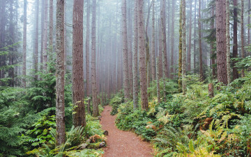 Картинка природа дороги дорога лес туман