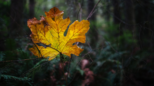 Обои картинки фото природа, листья, жёлтый, растения, лист