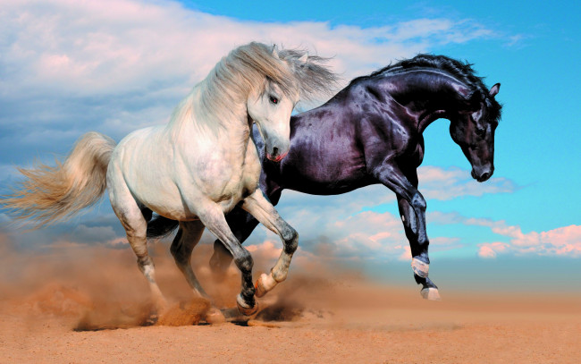 Обои картинки фото животные, лошади, пыль, кони, облака, двое, два, песок, пара, небо