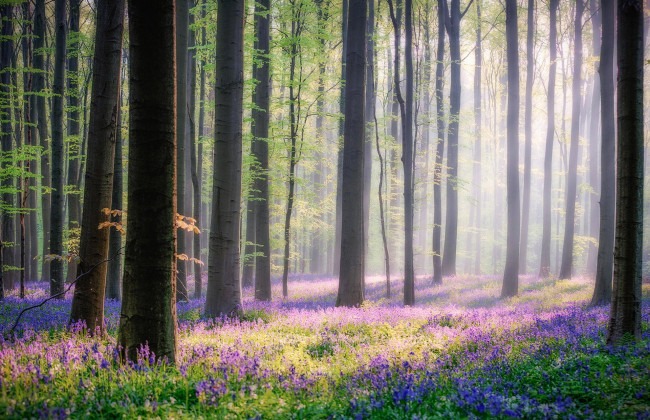 Обои картинки фото природа, лес, деревья, утро, весна, свет, колокольчики, цветы, стволы