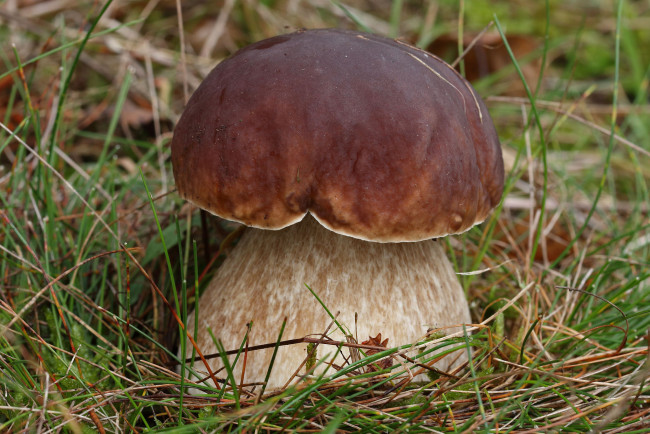 Обои картинки фото природа, грибы, боровичок