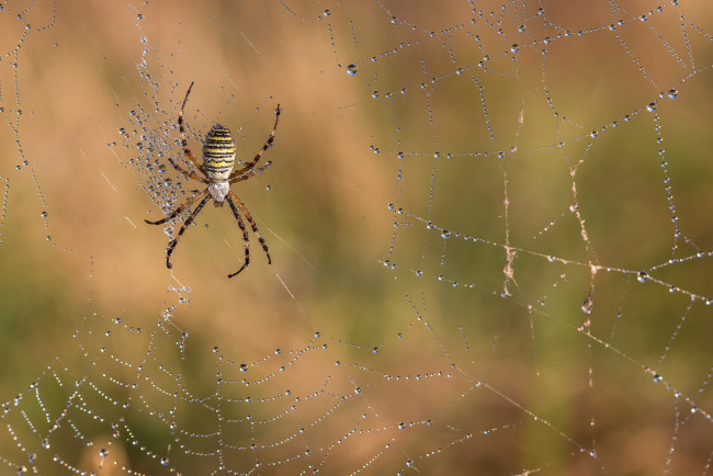 Обои картинки фото животные, пауки, макро, паук, роса, капли, утро, паутина