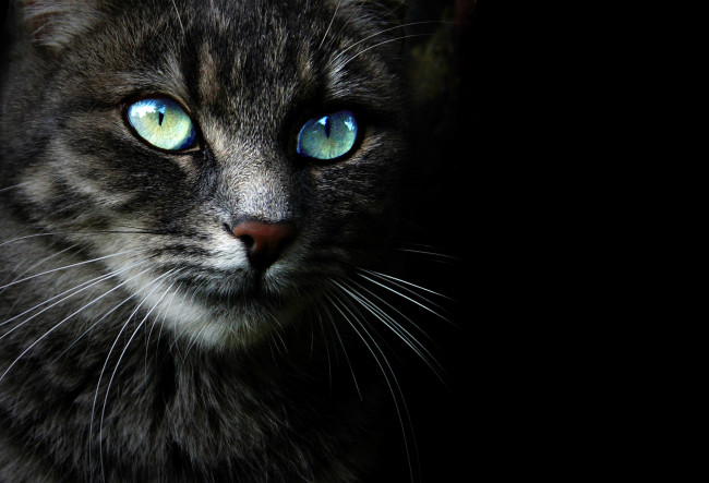 Обои картинки фото животные, коты, черный, фон, взгляд, морда, кошка, кот