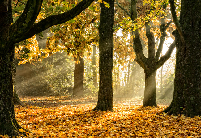 Обои картинки фото природа, лес, лучи, осень
