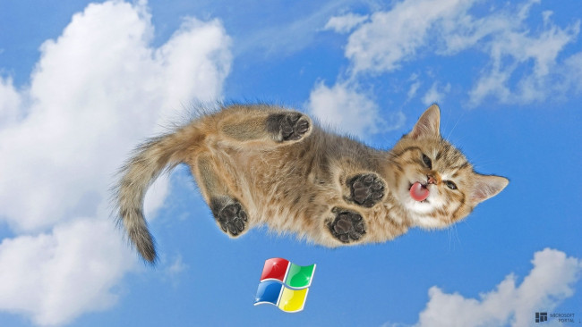 Обои картинки фото компьютеры, windows xp, кошка, фон, логотип