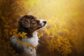 Картинка животные собаки осень ветки профиль морда австралийская овчарка аусси портрет собака