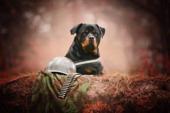 Картинка животные собаки вояка боке морда каска патроны портрет взгляд собака