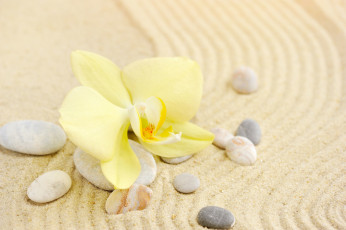 обоя цветы, орхидеи, песок, камни, цветок, орхидея