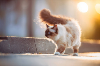 Картинка животные коты бордюр пушистая кошка
