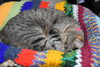 Картинка животные коты спит