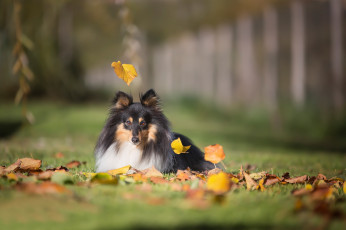 Картинка животные собаки листья осень