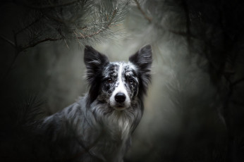 Картинка животные собаки морда ветки бордер-колли боке портрет взгляд собака