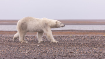 Картинка животные медведи белый медведь полярный аляска