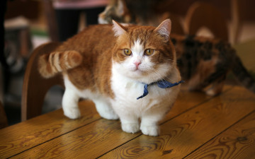 Картинка животные коты кот бантик милый рыжий котенок котёнок стол кошка