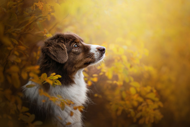 Обои картинки фото животные, собаки, осень, ветки, профиль, морда, австралийская, овчарка, аусси, портрет, собака